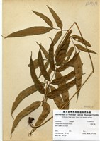 藏品(華鳳了蕨)的圖片